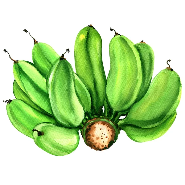 Natürlicher Bund grüner, roh angebauter Bananen isoliert, Aquarell-Illustration — Stockfoto