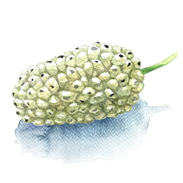 Vers fruit witte moerbei geïsoleerd, aquarel illustratie — Stockfoto