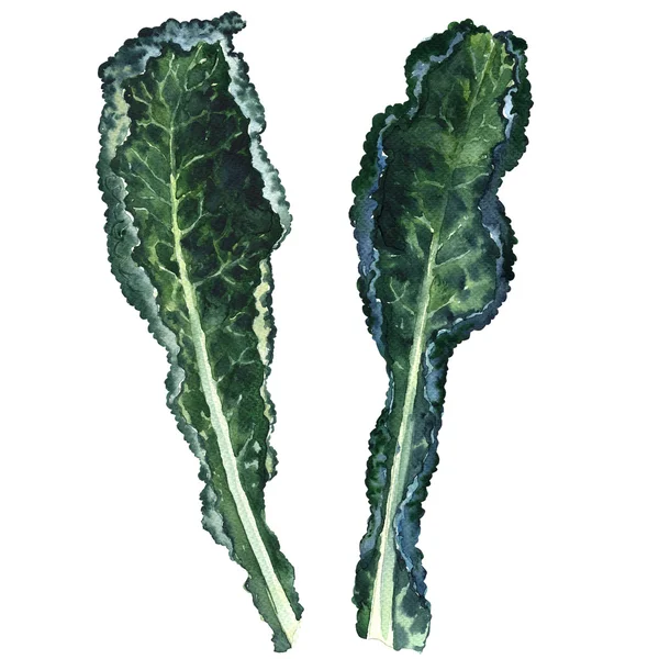 Two fresh black kale leaves isolated, watercolor illustration — Stock Photo, Image