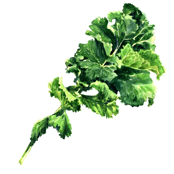 Bunch of fresh green kale leaf vegetable isolated, watercolor illustration — Stock Photo, Image