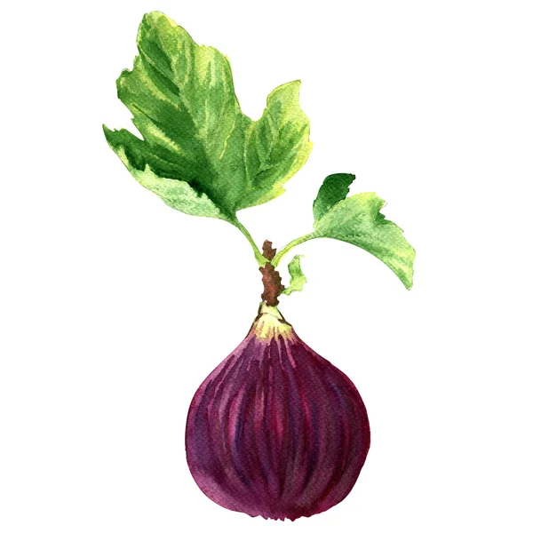 Ripe sweet purple fig with green leaf isolated, watercolor illustration — Stock Photo, Image