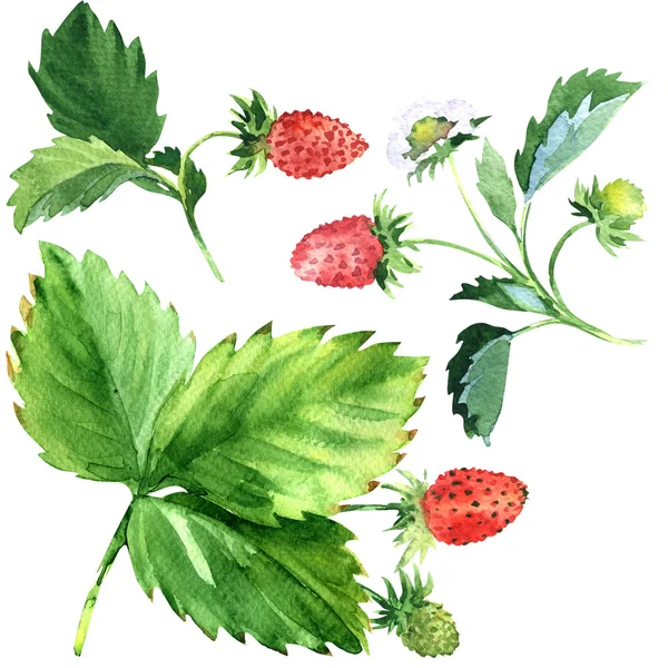 Клубника с зелеными листьями и красными фруктами, иллюстрация акварелью — стоковое фото