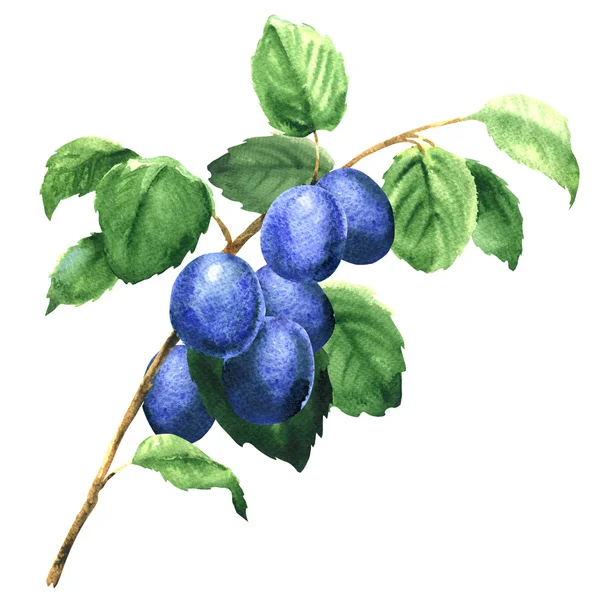 Fresh fruits plums on the branch isolated isolated, watercolor illustration — Stock Photo, Image