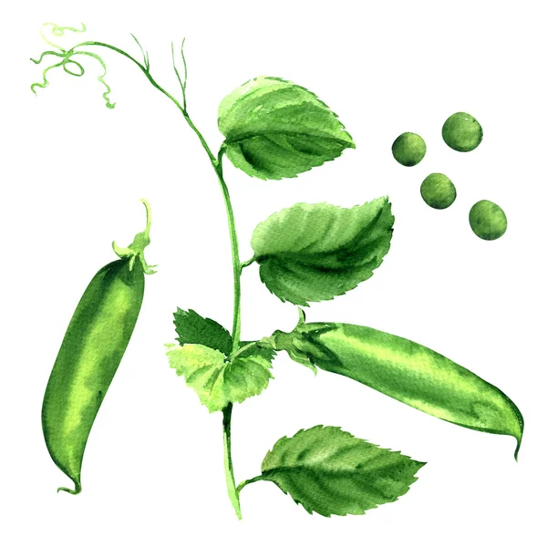 Fresh green pea pod, peas plant, isolated, watercolor illustration — Stock Photo, Image