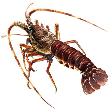 Ham taze kerevit closeup beyaz üzerine suluboya illüstrasyon izole,