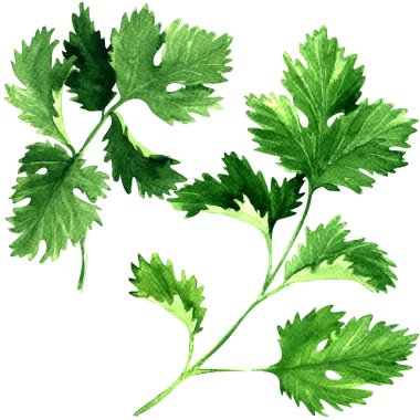 Fresh parsley herb leaves isolated, watercolor illustration on white clipart