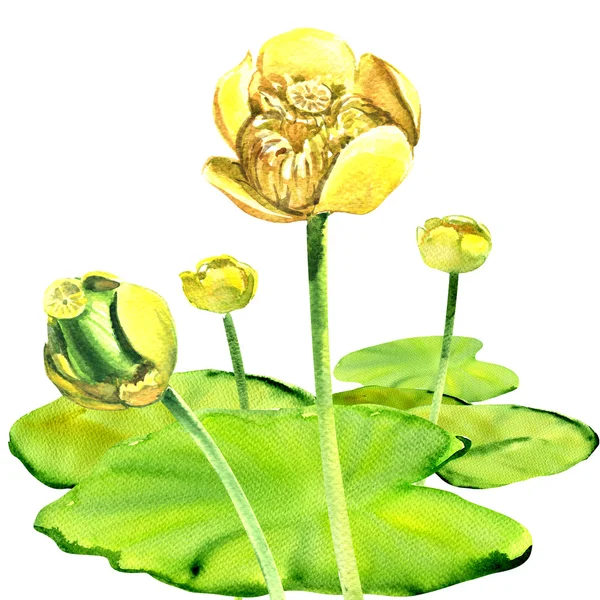 Żółty kwiat lilii wodnych, Grążel żółty, ilustracja na białym tle, akwarela — Zdjęcie stockowe