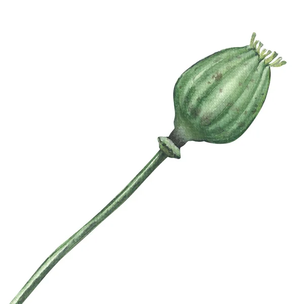 Vallmofrö grön pod isolerade, akvarell illustration på vit — Stockfoto