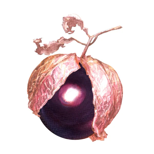 Verse paarse tomatillo in een schil, aquarel illustratie op wit — Stockfoto