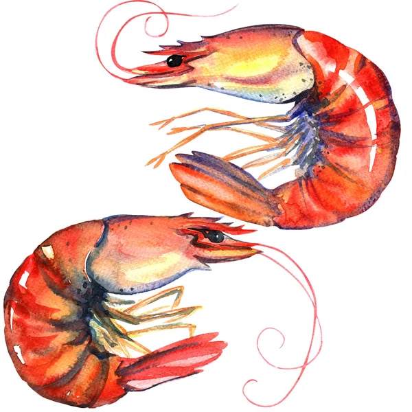 Camarones. Langostinos aislados. Mariscos. Ilustración de acuarela en blanco —  Fotos de Stock