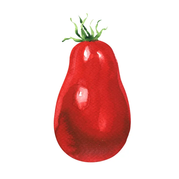 Um tomate vermelho fresco isolado, ilustração aquarela no branco — Fotografia de Stock