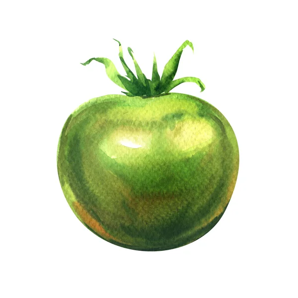 One fresh green tomato isolated, watercolor illustration on white — Stock Photo, Image