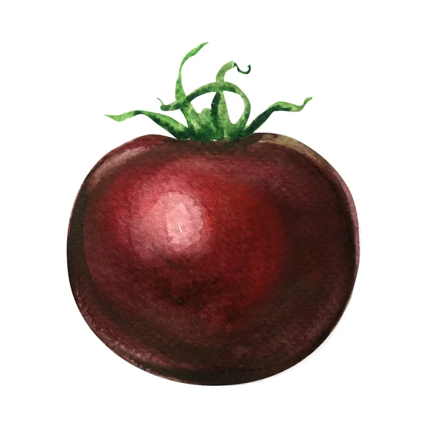 Jeden świeży ciemny czerwony pomidor na białym tle, akwarela ilustracja na białym tle — Zdjęcie stockowe