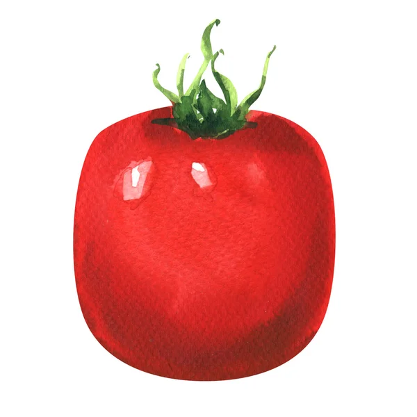 One fresh red tomato isolated, watercolor illustration on white — Stock Photo, Image