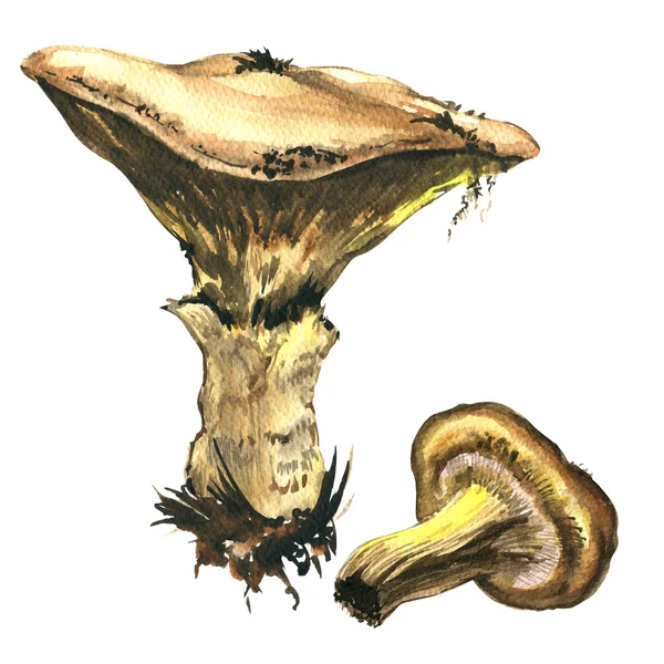 Paddestoelen geïsoleerde, aquarel illustratie op wit — Stockfoto