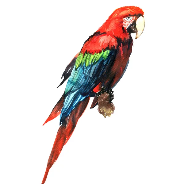 Red green macaw, ara parrot, on branch isolated, watercolor illustration — Stock Photo, Image