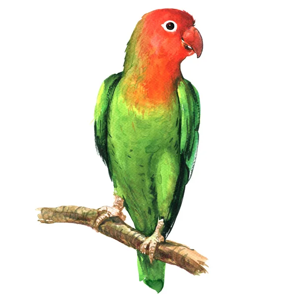 Red and green lovebird parrot on branch isolated, watercolor illustration — Stock Photo, Image