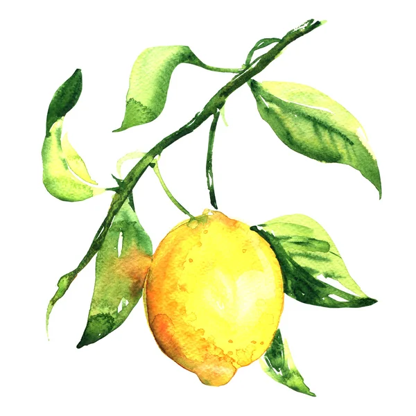 Fresh ripe lemon with leaf on branch isolated, watercolor illustration — Stock Photo, Image