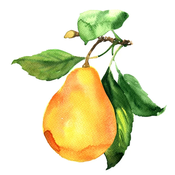 Fresh ripe pear with leaf on branch isolated, watercolor illustration — Stock Photo, Image