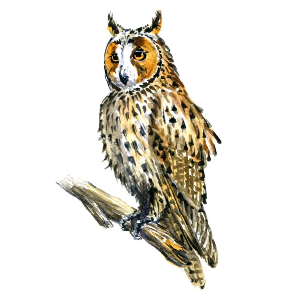 Boho, Great Horned owl bird on branch isolated, watercolor illustration — Stock Photo, Image