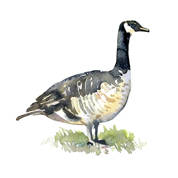 Canadian Goose on green grass isolated, watercolor illustration — Stock Photo, Image