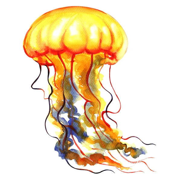 Orange oceán vody medúzy, medusa, izolované, mořský život, akvarel ilustrace — Stock fotografie