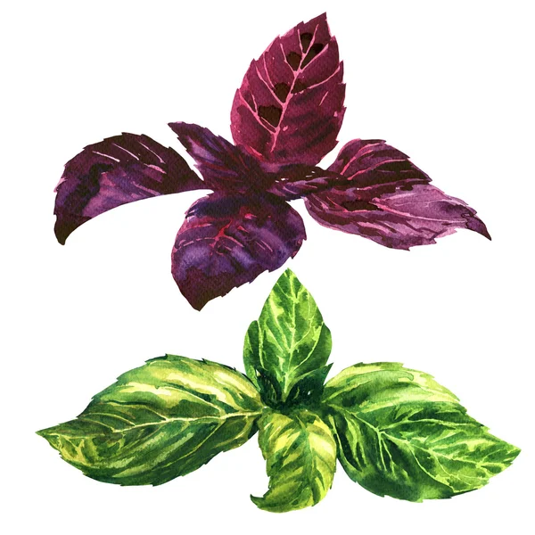 Świeży zielony i fioletowy, czerwony, liści bazylii, ilustracja na białym tle, akwarela — Zdjęcie stockowe
