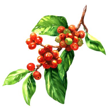 Şube suluboya illüstrasyon izole, üzerinde kırmızı kahvenin arabica