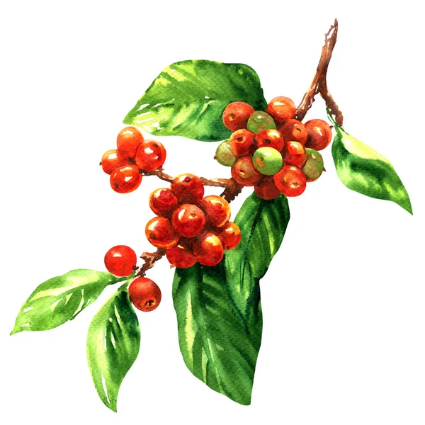 Röd kaffebönor arabica på gren isolerad, akvarell illustration — Stockfoto