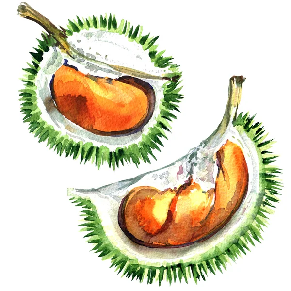 Fresh and ripe Durian, king of fruits, isolated, watercolor illustration — Stock Photo, Image