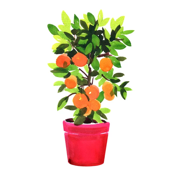 Tangerine of oranje boom in pot, aquarel illustratie op wit — Stockfoto