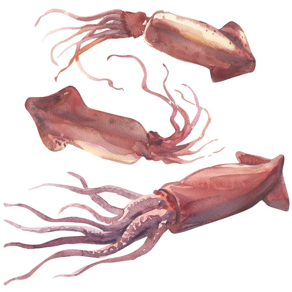组的鲜鱿鱼或原始枪乌贼孤立，水彩插图 — 图库照片