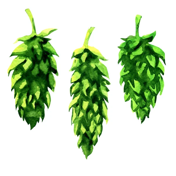 Verse groene hop geïsoleerd, brouwerij van bier productie, close-up, plant, met de hand getekend aquarel illustratie op wit — Stockfoto