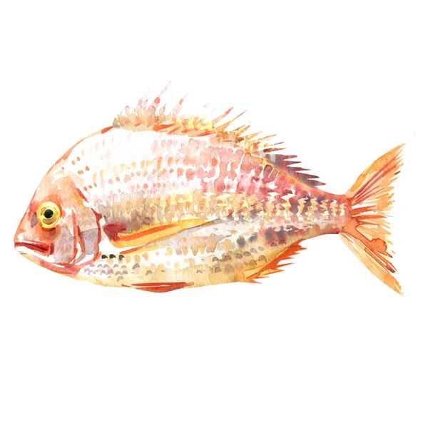 Pagrus fish, Pagrus major, red seabream, Pink Sea fish, Japanese seabream, Red porgy, seafood, isolated, hand drawed watercolour illustration on white — стоковое фото