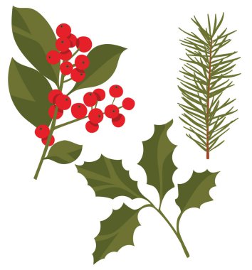 Yeşil yapraklı Holly meyvesi, ladin, Noel sembolü, geleneksel festival süslemesi, dekoratif Noel bitkileri, tasarım elementleri, vektör illüstrasyonu