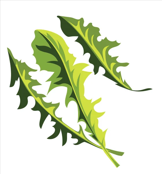 Tres dientes de león fresco hojas ensalada aislado, taraxacum, saludable vegetariano vitamina concepto de alimentos, vector ilustración en blanco — Archivo Imágenes Vectoriales