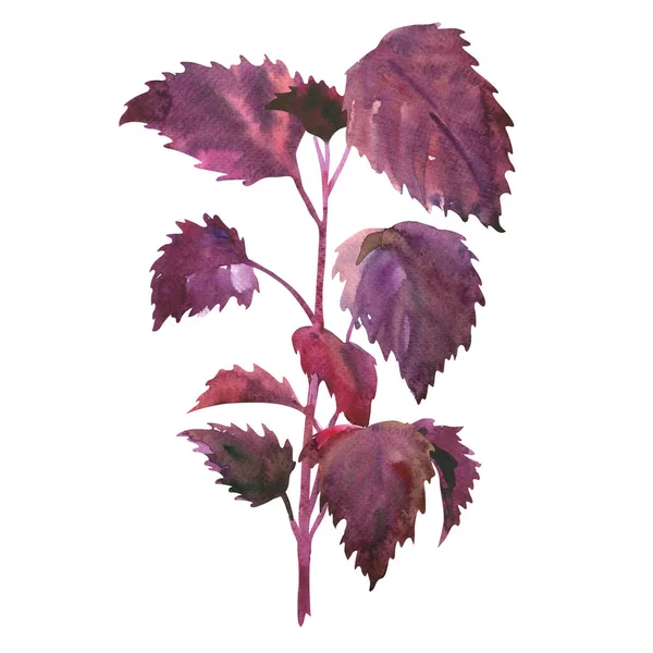 Perilla roja, Perilla frutescens, crispa, ramita de Shiso, planta japonesa, primer plano, aislado, acuarela dibujada a mano ilustración en blanco — Foto de Stock