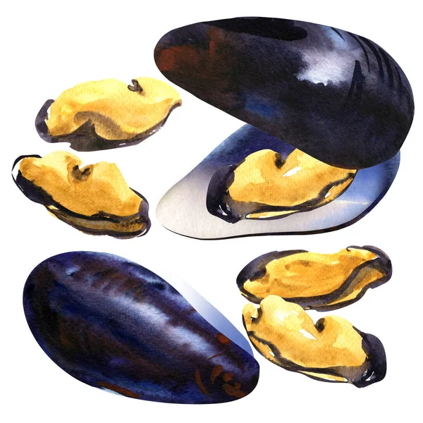 Mussla, skal, skaldjur, uppsättning havsmusslor, färska blötdjur, fisk och skaldjur, närbild, isolerade, handritade akvarell illustration på vitt — Stockfoto