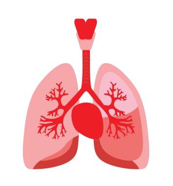 Kalp ve akciğerler, insan anatomisi. Vücudun iç organları. Virüs, sağlık, tıp konsepti, bilgi elementi. İzole edilmiş, vektör illüstrasyonu