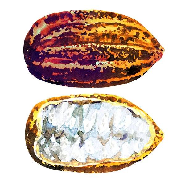 Păstăi de cacao proaspete, alimente tropicale, fructe de cacao coapte, super alimente, close-up, izolate, desenate manual ilustrație acuarelă pe alb — Fotografie, imagine de stoc