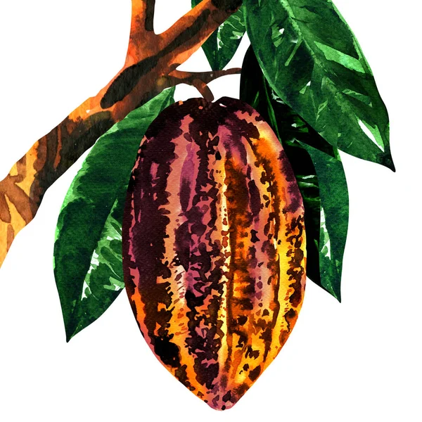 Cacao fruit with leaf hanging from the branch, fresh cocoa pod, tropical food, ripe cacao, super food, close-up, isolated, hand drawn watercolor illustration on white