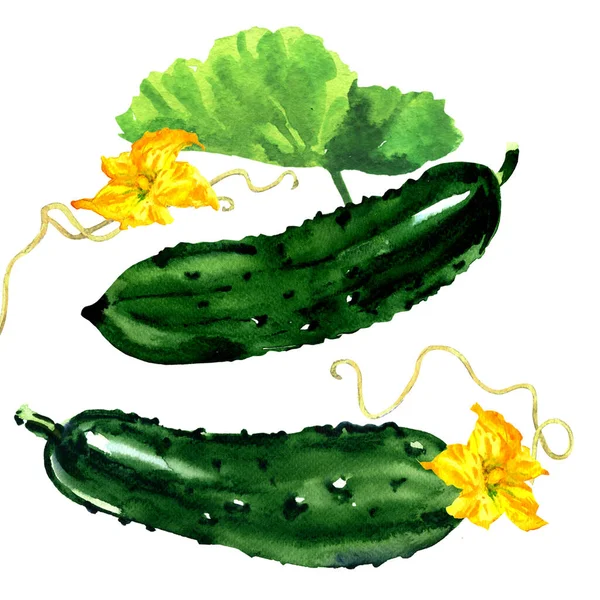 Dwa zielone ogórki z kwiatem i liśćmi, organiczne wegetariańskie jedzenie, naturalny składnik, zbliżenie, izolowane, ręcznie rysowane akwarela ilustracja na białym — Zdjęcie stockowe