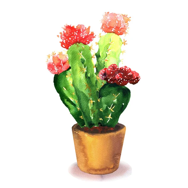 Cactus met rode bloem, sappig in pod, tropische bloesem cactus soorten, bloeiende groene huis plant, bloemen ontwerp, met de hand getekend aquarel illustratie op wit — Stockfoto