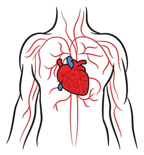 Corazón humano, sistema cardiovascular circulatorio, anatomía, cuerpo sano, concepto de atención médica, ilustración vectorial en blanco — Archivo Imágenes Vectoriales