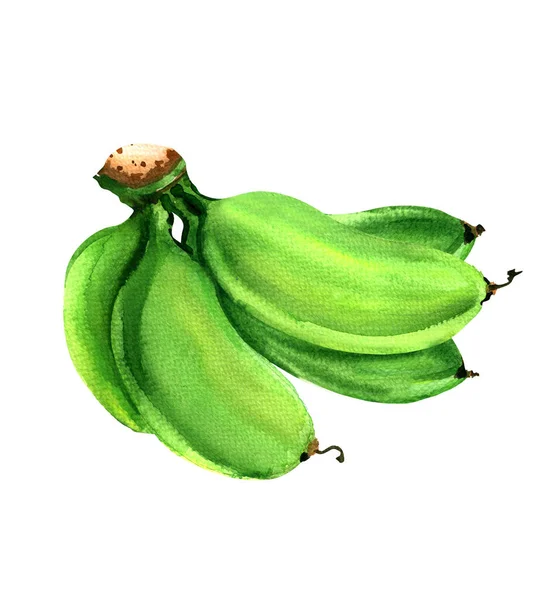 Bando de banana verde bebê não maduro, bananas cultivadas cruas, ilustração aquarela desenhada à mão em branco — Fotografia de Stock