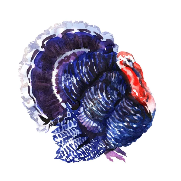 Wild turkey bird, turkey-cock isolated, Thanksgiving symbol, farm animal concept, close-up, hand drawn watercolor illustration on white