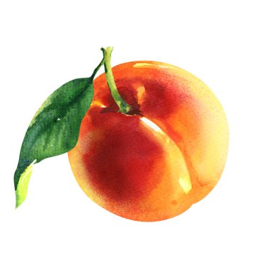 Yapraklı şeftali, kapalı, yakın plan. Olgun tatlı meyve, yaz hasadı, organik vejetaryen yiyecekler, doğal malzeme, paket tasarım elementi, beyaz üzerine elle çizilmiş suluboya çizimi.