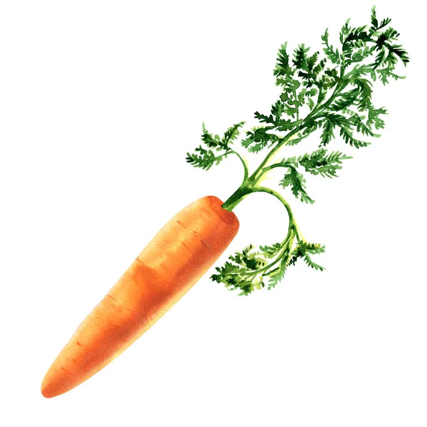 Zanahoria roja fresca con hojas verdes, objeto entero, primer plano, raíz madura, alimentos orgánicos, vegetales, aislados, elemento de diseño del paquete, acuarela dibujada a mano ilustración en blanco — Foto de Stock