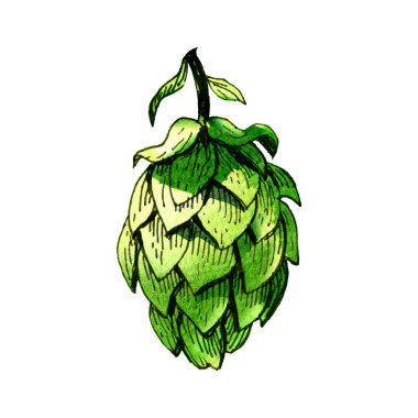 Taze yeşil hop, bira üretim fabrikası, kapalı yalıtılmış tesis, izole edilmiş, etiketlenmiş ambalaj tasarımı unsuru, beyaz üzerine elle çizilmiş suluboya çizimi