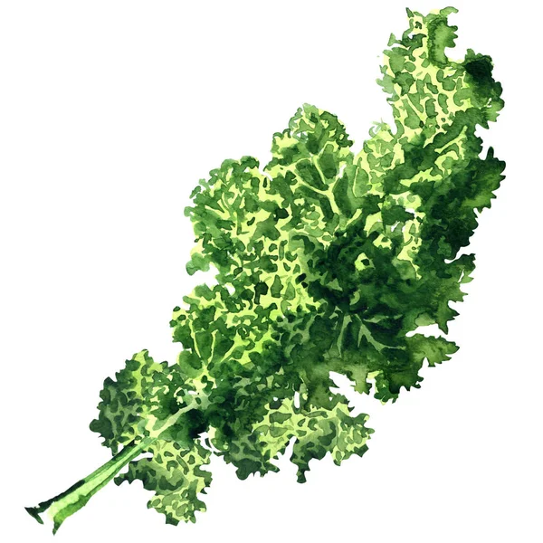 Ett gäng färska lockigt gröna grönkålsblad isolerade, färska grönsaker, närbild. Ekologisk vegetarisk mat, naturlig ingrediens, förpackning designelement, handritad akvarell illustration på vit — Stockfoto
